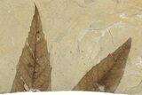 Fossil Sycamore (Macginitiea) Leaf - Green River Formation, Utah #325599-1